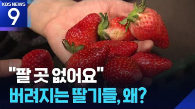 “없어서 못 먹는데”…딸기 수백kg씩 폐기