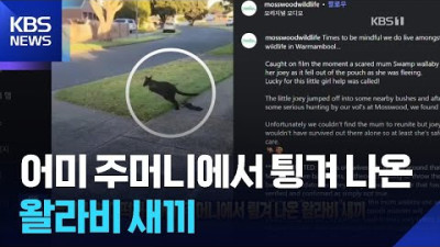 두고 가면 어떡해…어미 주머니에서 튕겨 나온 왈라비 새끼