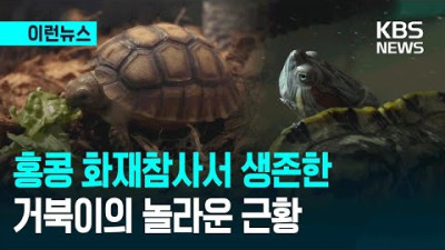 “지금 보세요, 웃고 있잖아요”…홍콩 화재서 구출된 거북이 근황